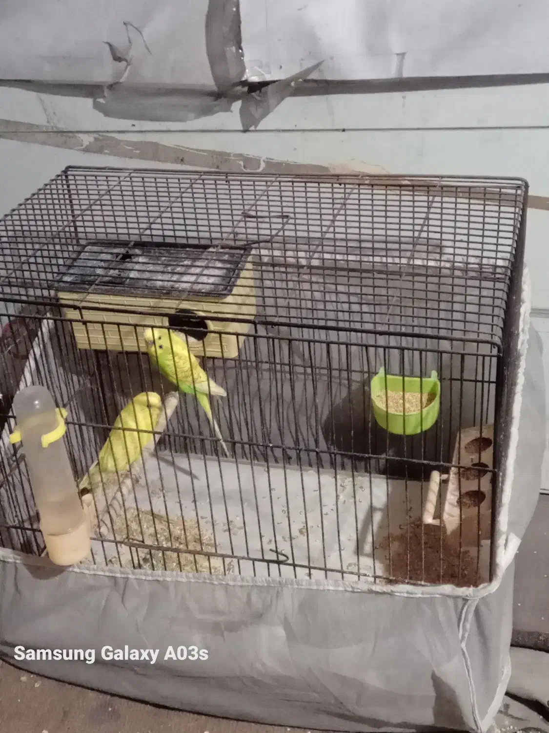 مرغ عشق|پرنده|رشت, حومه رشت|دیوار