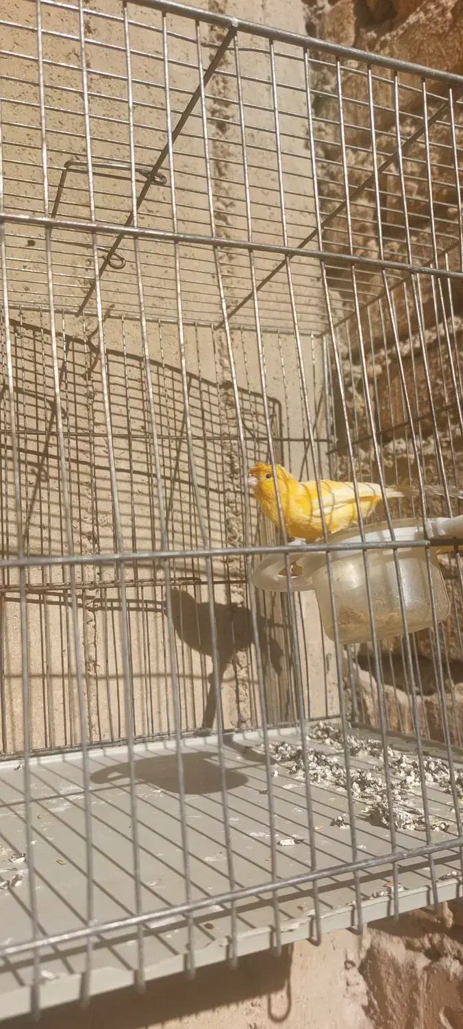 قناری پرتغالی نر|پرنده|مرودشت, ثبت احوال|دیوار