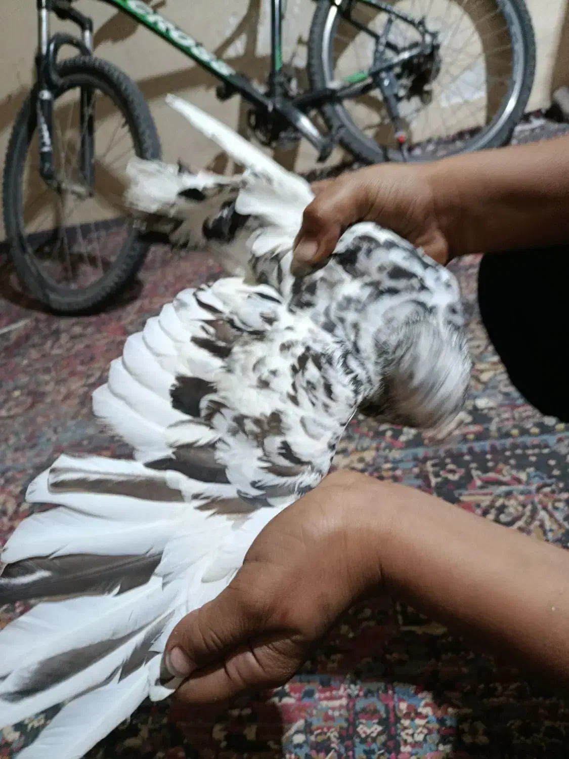 سور پلاکی مسافتی|پرنده|بم, |دیوار