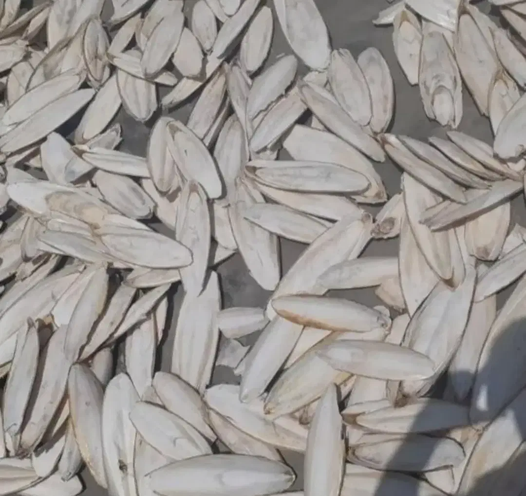 کف دریا|عمدهفروشی|بوشهر, |دیوار