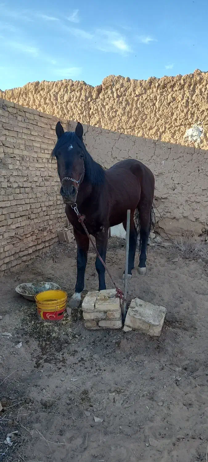 اسب کرد|اسب و تجهیزات اسب‌سواری|میبد, |دیوار