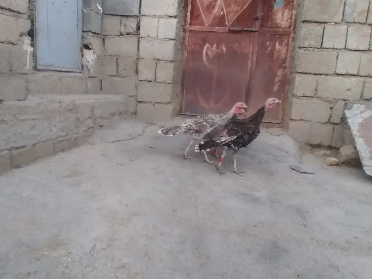 بوق دو نر یک ماده|حیوانات مزرعه|سیوان, |دیوار