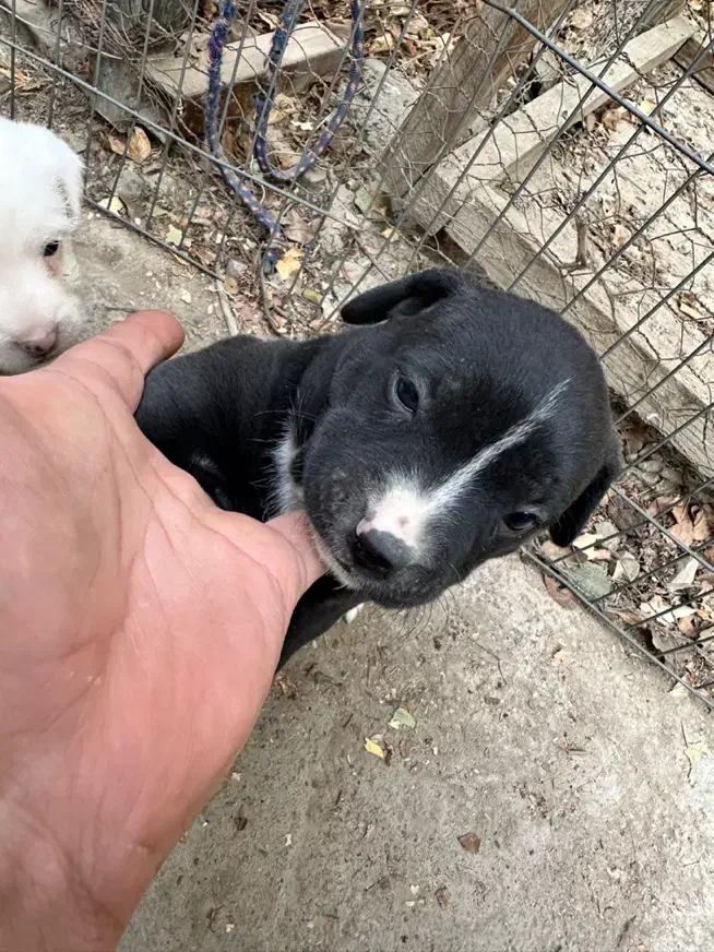 پیتبول سگ نگهبان|سگ|فردوسیه, |دیوار