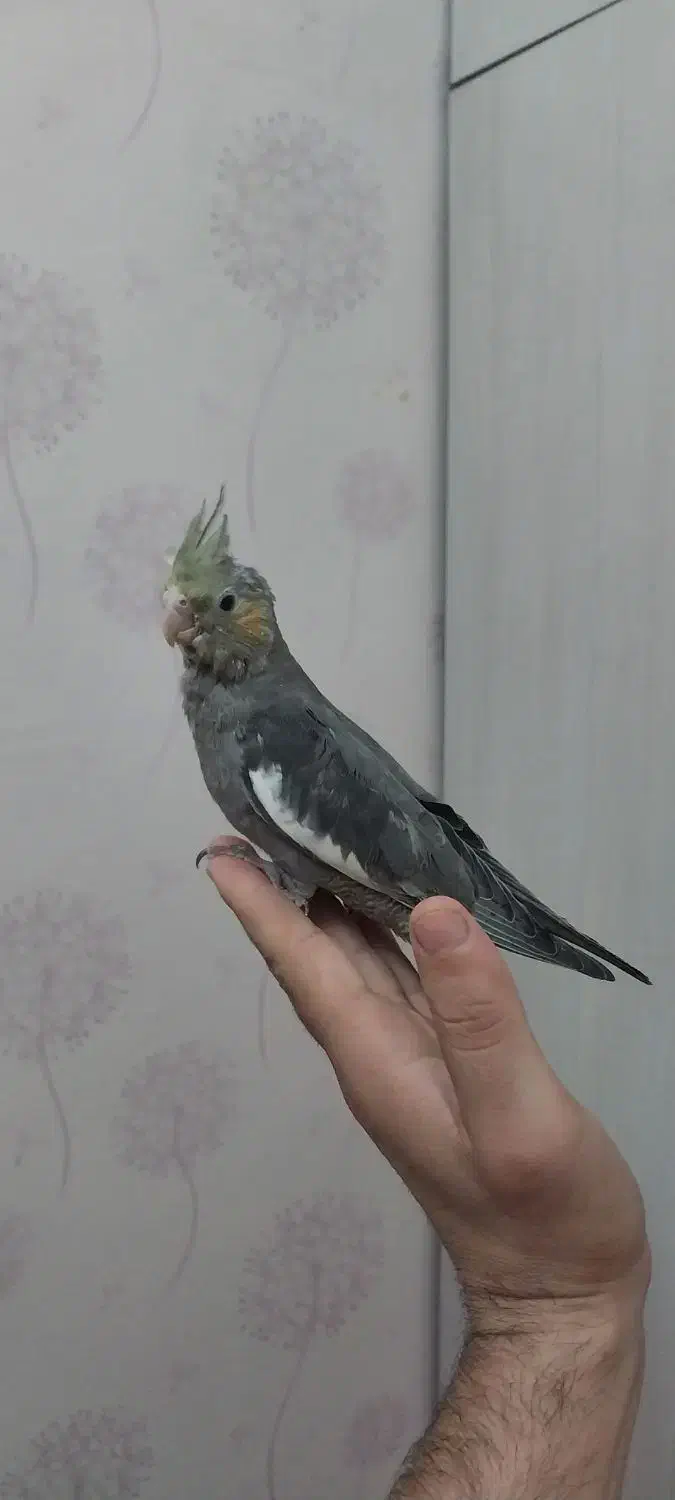 عروس هلندی|پرنده|پاکدشت, پاکدشت (مامازند)|دیوار