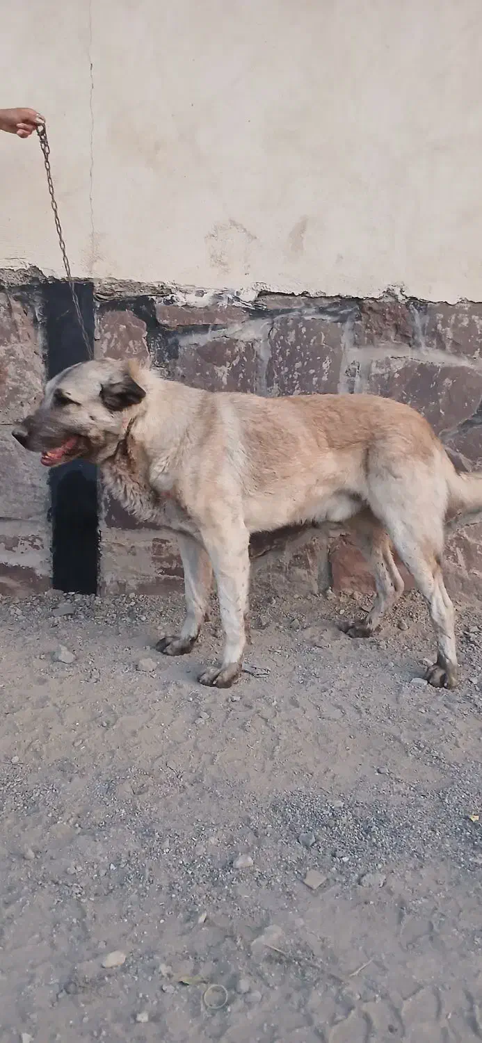 سگ نگهبان|سگ|بومهن, |دیوار