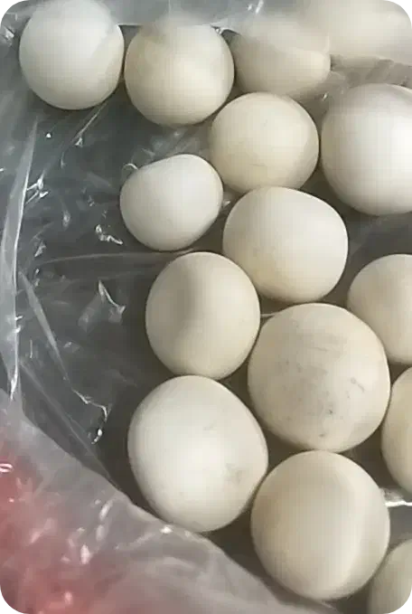 و۱ عددفرغون.گاز۵شعله رومیزی.تنه درختو|موبایل|کاشان, فین بزرگ|دیوار