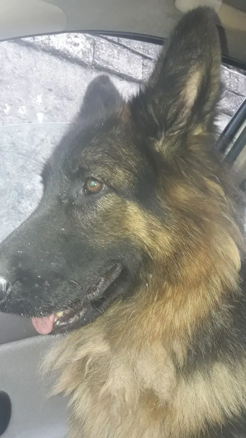 زرمن شیپرد شولاین ماده..دوسال سن دارد .|سگ|رشت, هلال احمر|دیوار