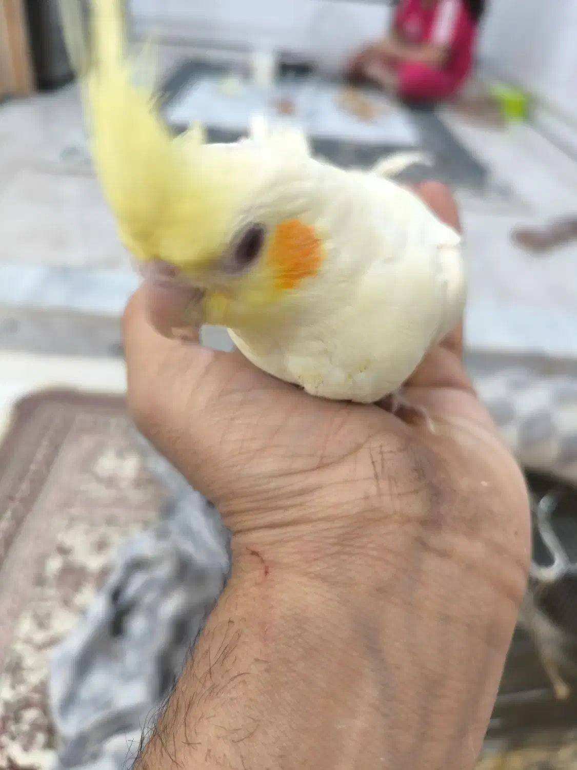 عروس هلندی|پرنده|اسفراین, |دیوار