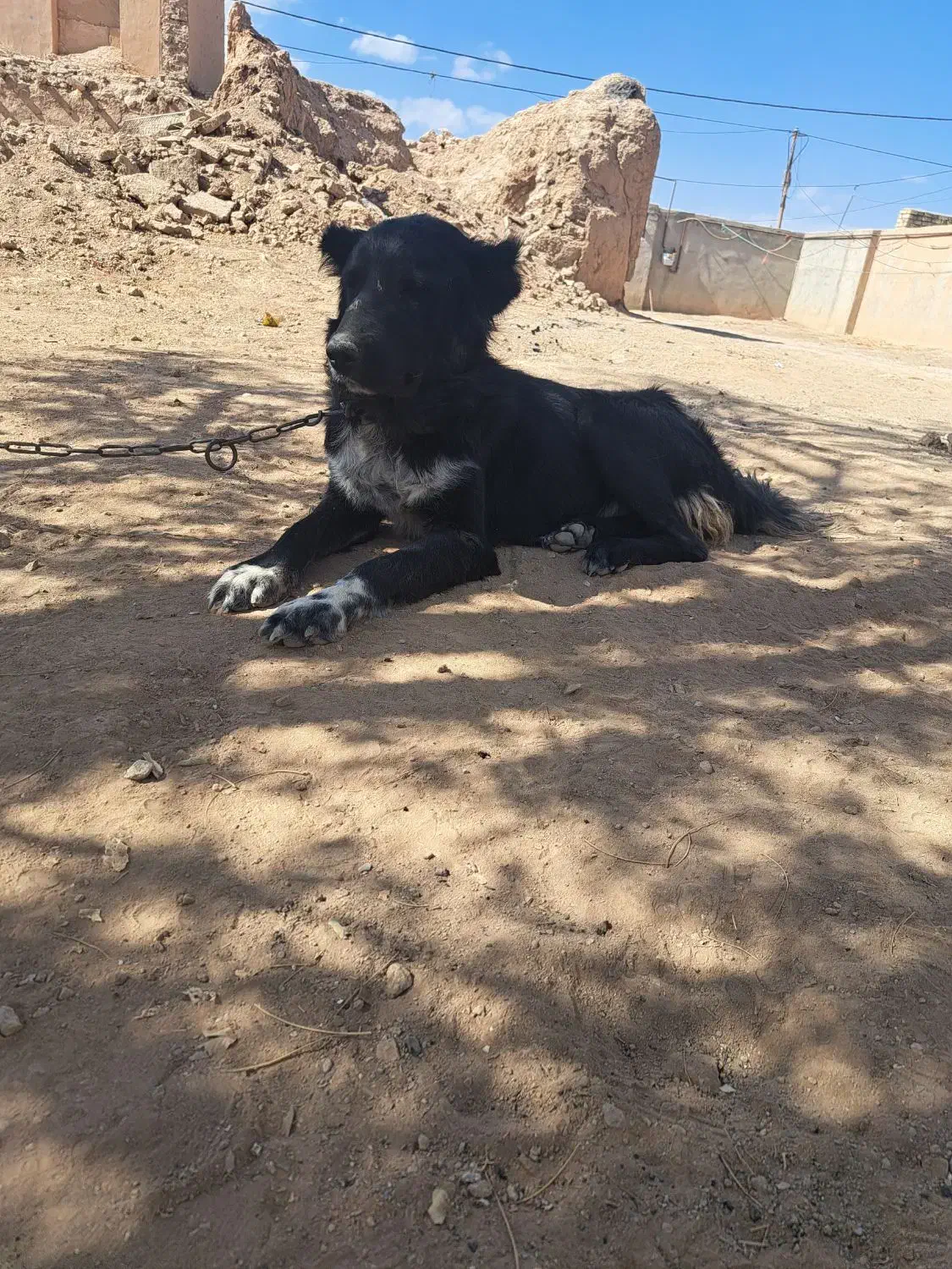 سک قهدرجانی|سگ|شراء, |دیوار