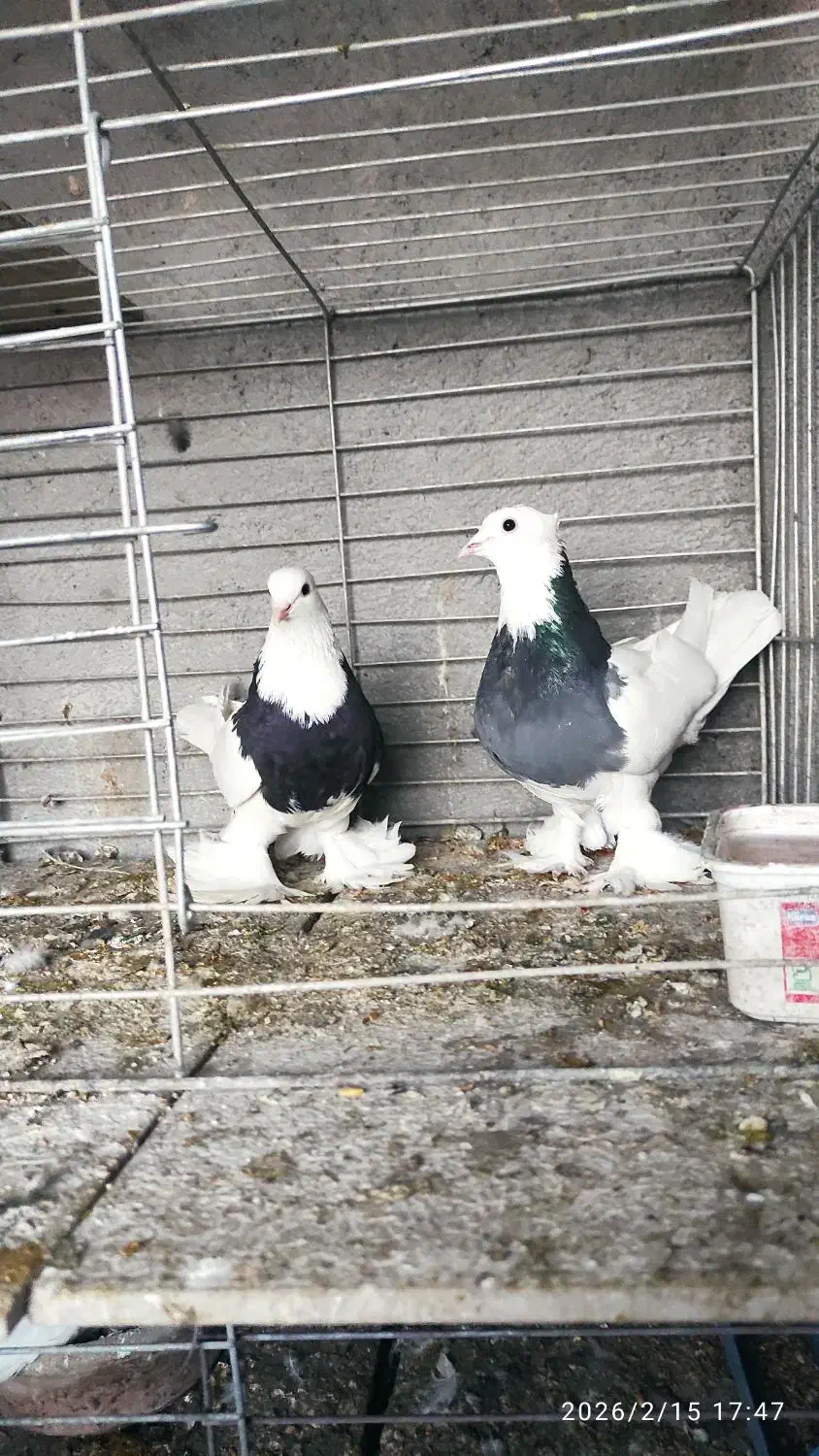 طوقی|پرنده|مبارکه, |دیوار