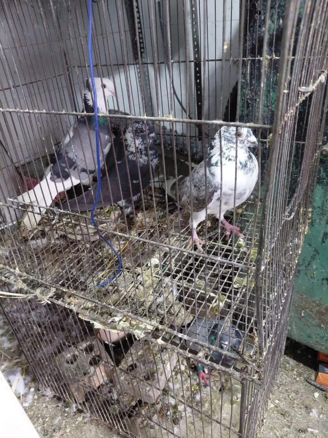 فروش کبوتر نر بزک|پرنده|دزفول, |دیوار