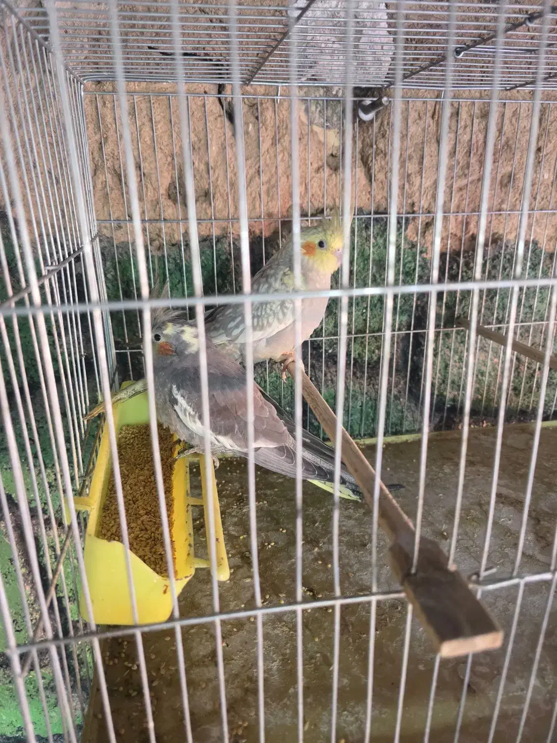 عروس هلندی|پرنده|یزد, |دیوار