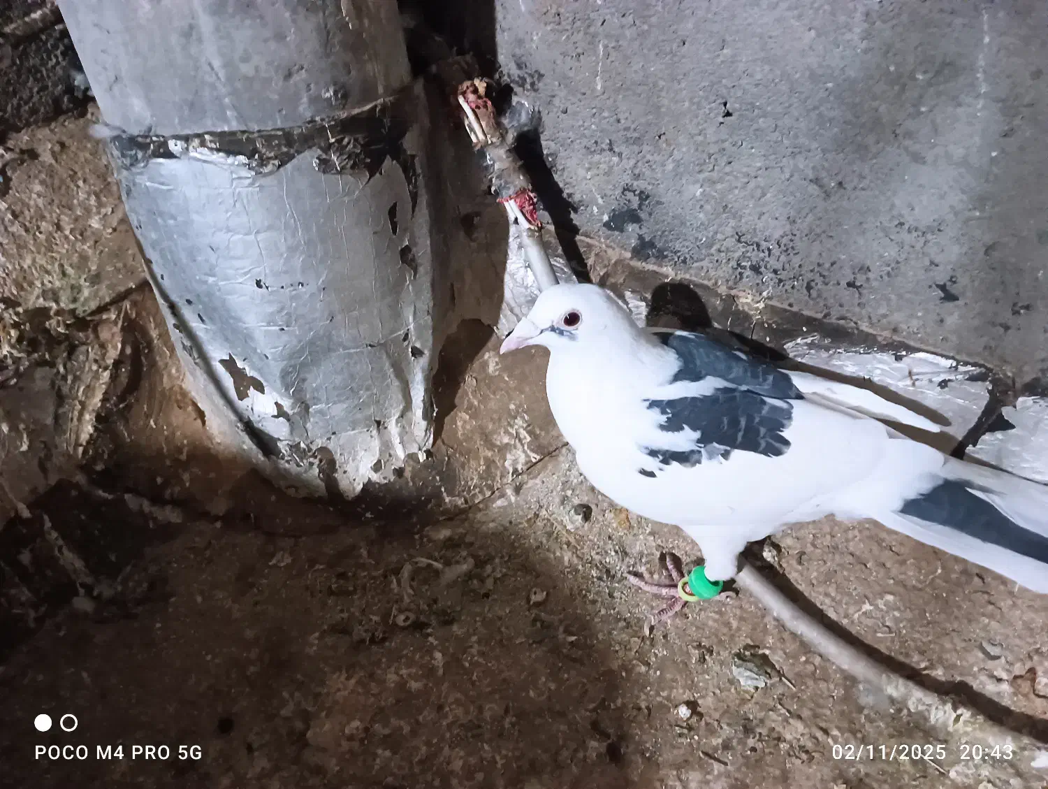 2تاصیدفروشی|پرنده|تربتحیدریه, ترمینال|دیوار