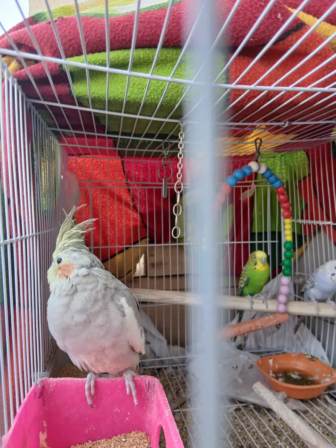 عروس هلندی و مرغ عشق|پرنده|مشهد, کوی سیدی|دیوار