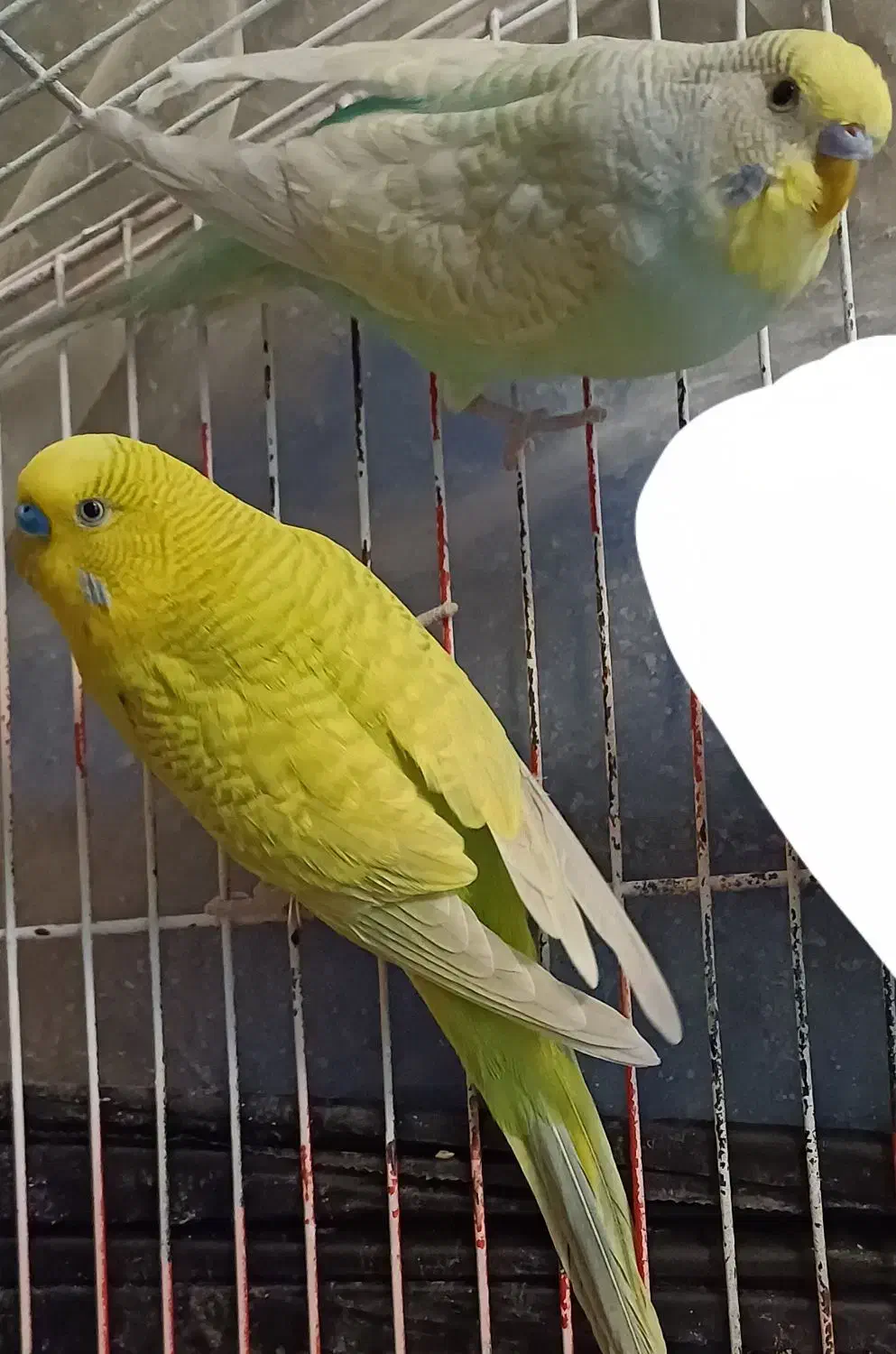 پرنده|پرنده|صدرا-فارس, فاز ۱|دیوار