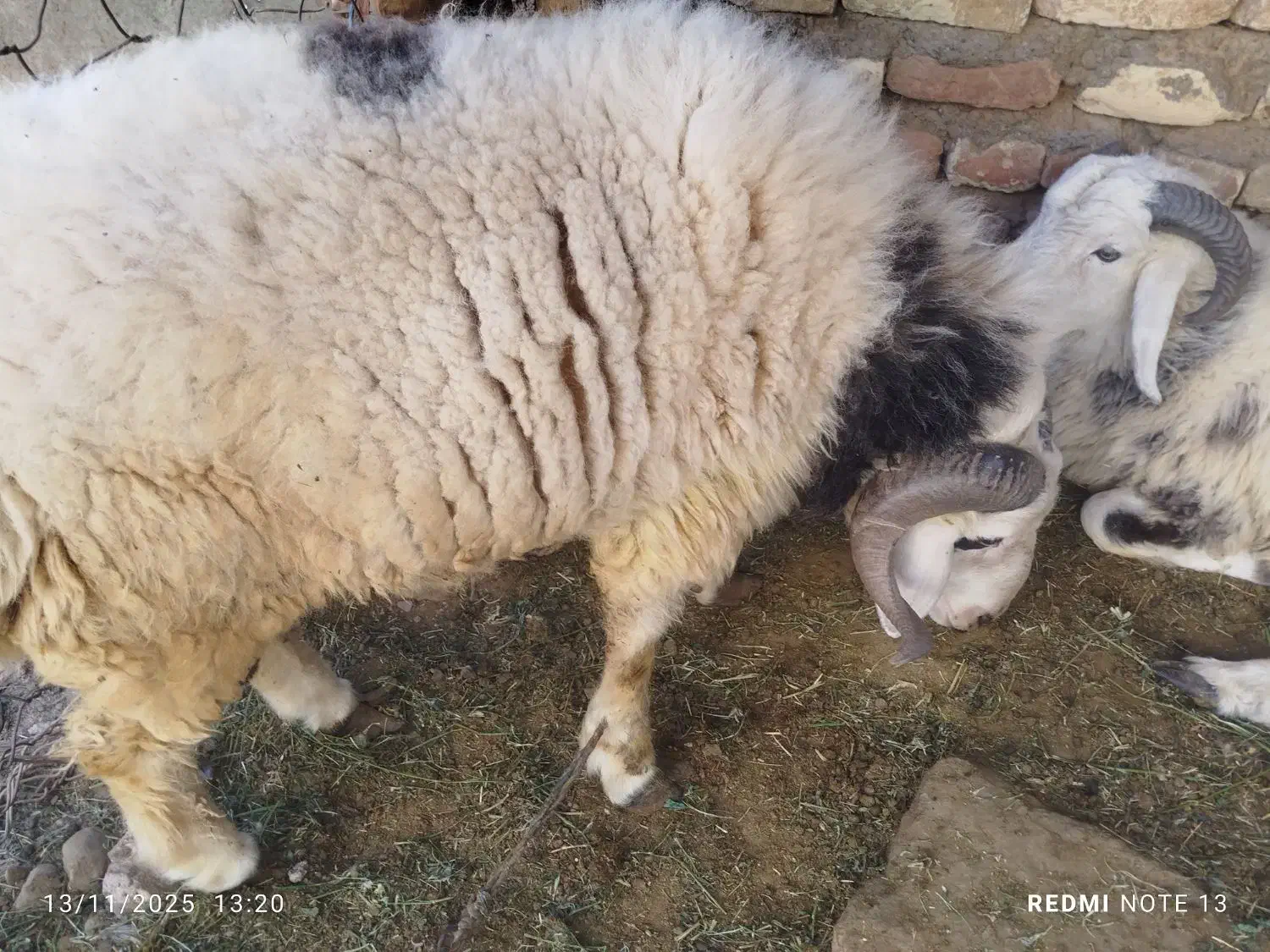 بره فروشی|حیوانات مزرعه|ایرانشهر, |دیوار