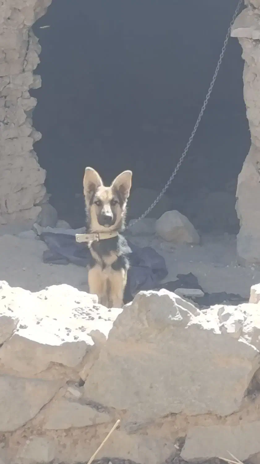 سگ ژرمن شپر|سگ|سربیشه, |دیوار