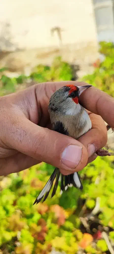 سهره دورگ زاغ|پرنده|شیراز, دارالرحمه|دیوار
