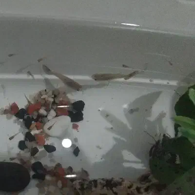 گوپی|ماهی|بیجار, |دیوار