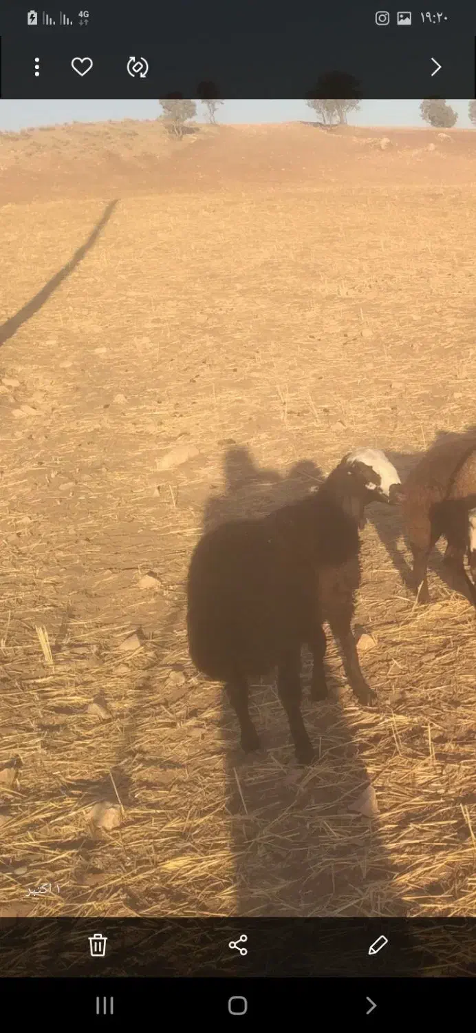 حیوانات مزرعه|حیوانات مزرعه|کوهدشت, |دیوار