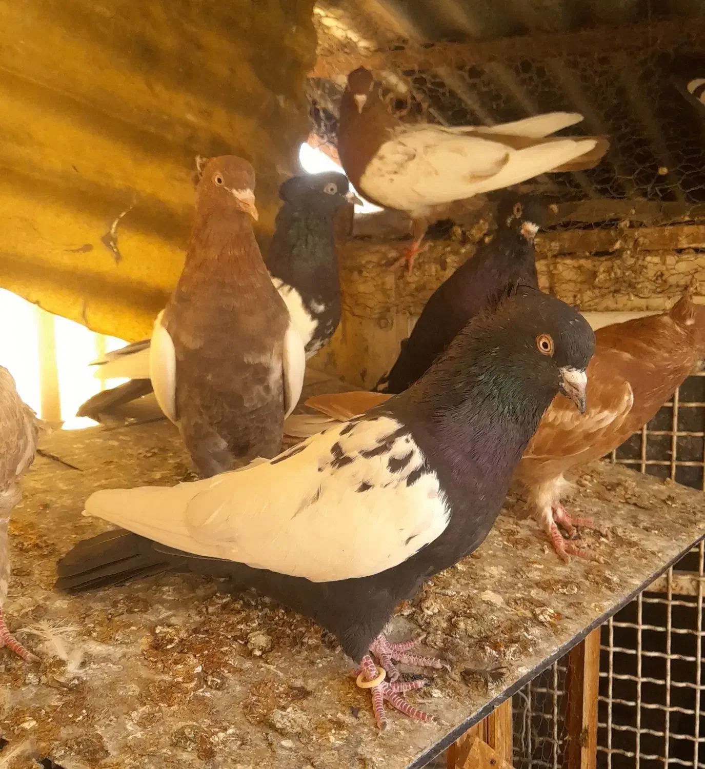 کبوتر رنگی|پرنده|تهران, دستغیب|دیوار