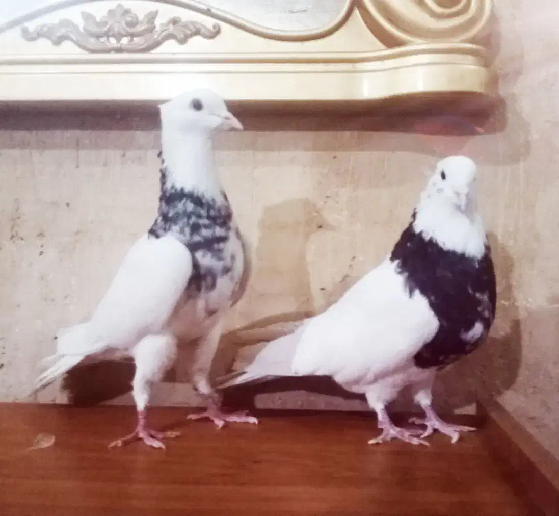 2تا طوقی شازده نر|پرنده|شیراز, فرودگاه شهید دستغیب شیراز|دیوار