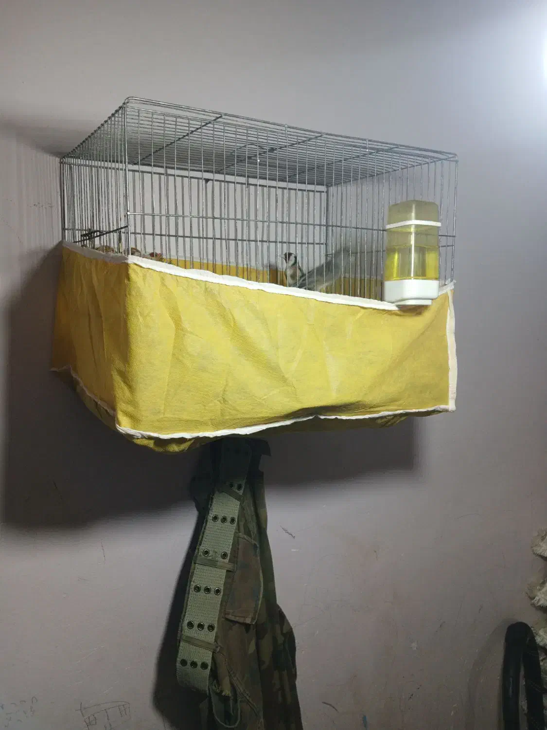 قناری جفتی سهره|پرنده|کوهدشت, |دیوار