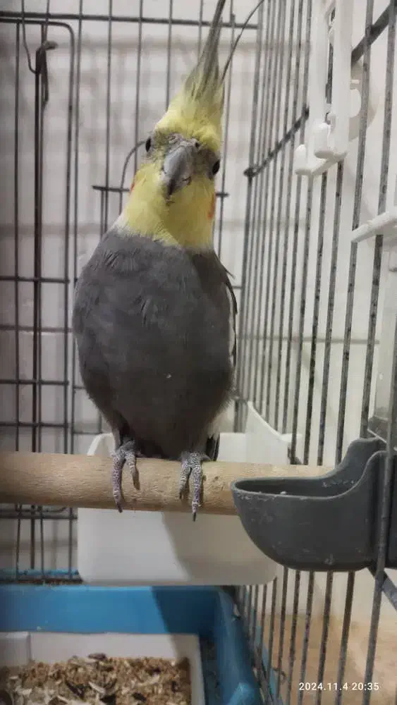 عروس هلندی وطوطی برزیلی|پرنده|زرقان, |دیوار