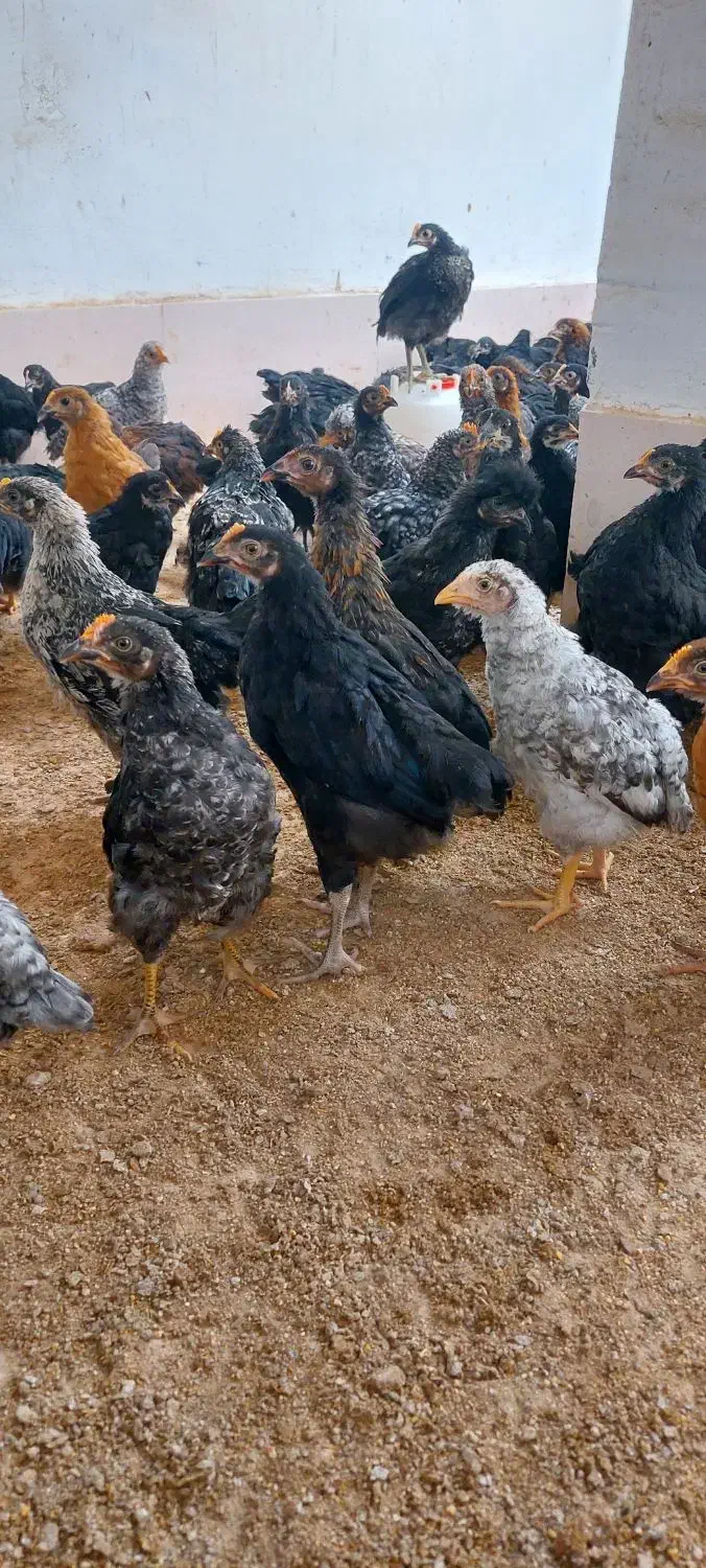 جوجه ۲ماهه محلی فیروزاباد|حیوانات مزرعه|فیروزآباد (فارس), |دیوار