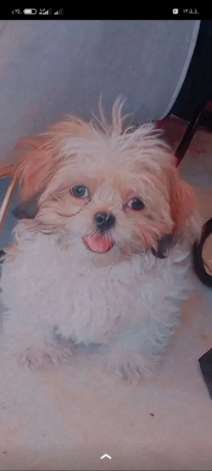 شیتزو فلت عروسکی|سگ|مشهد, نوید|دیوار