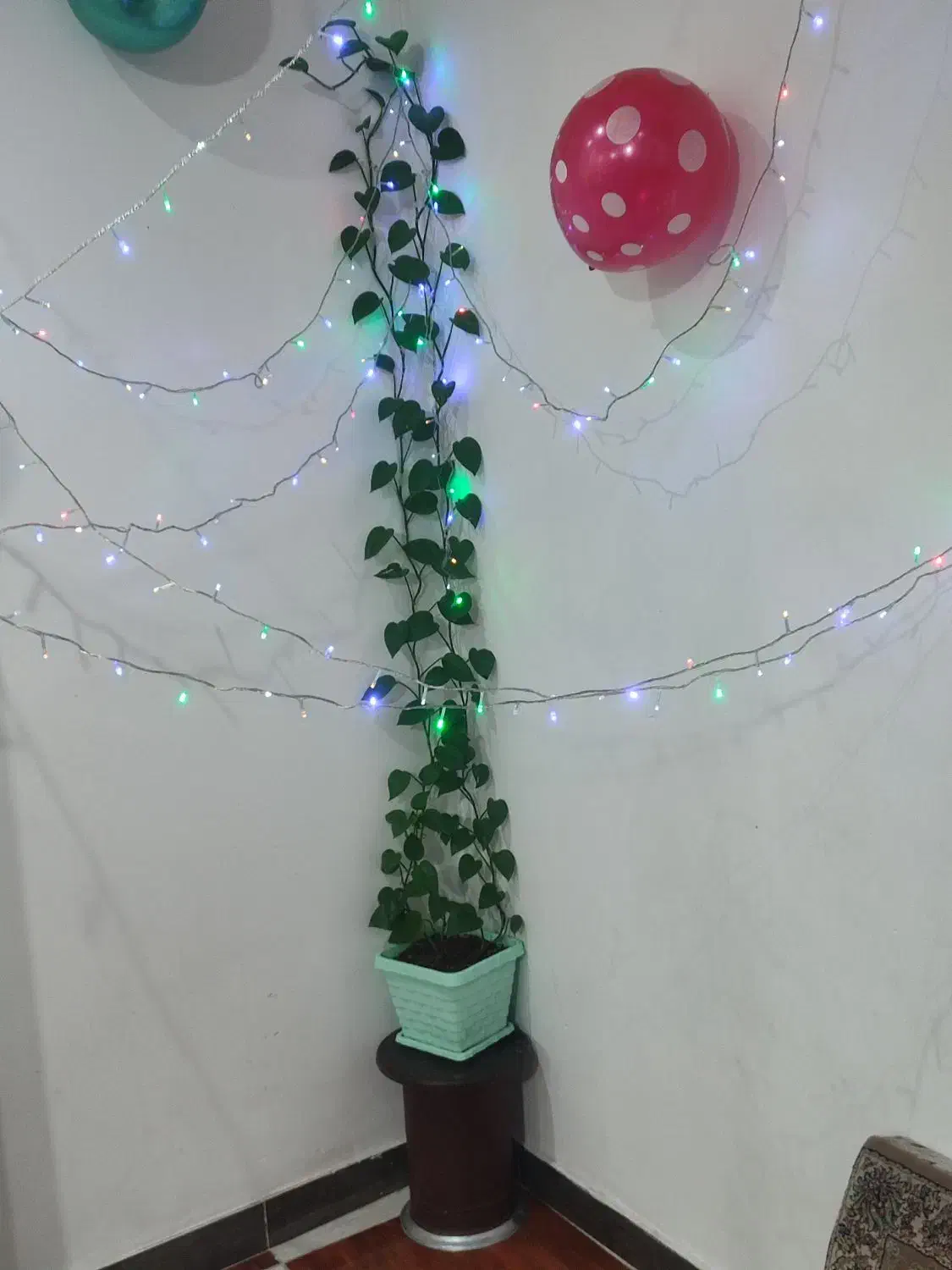 گل پتوس طبیعی|گل و گیاه طبیعی|صباشهر, |دیوار