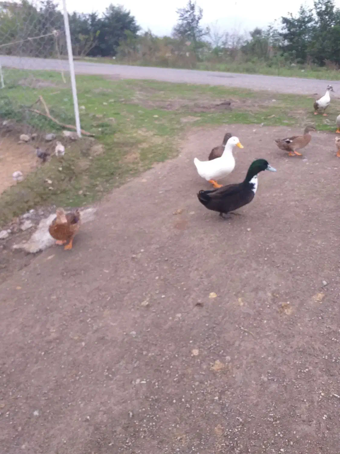 فروش اردک محلی و اسرائیلی|حیوانات مزرعه|ماسال, |دیوار