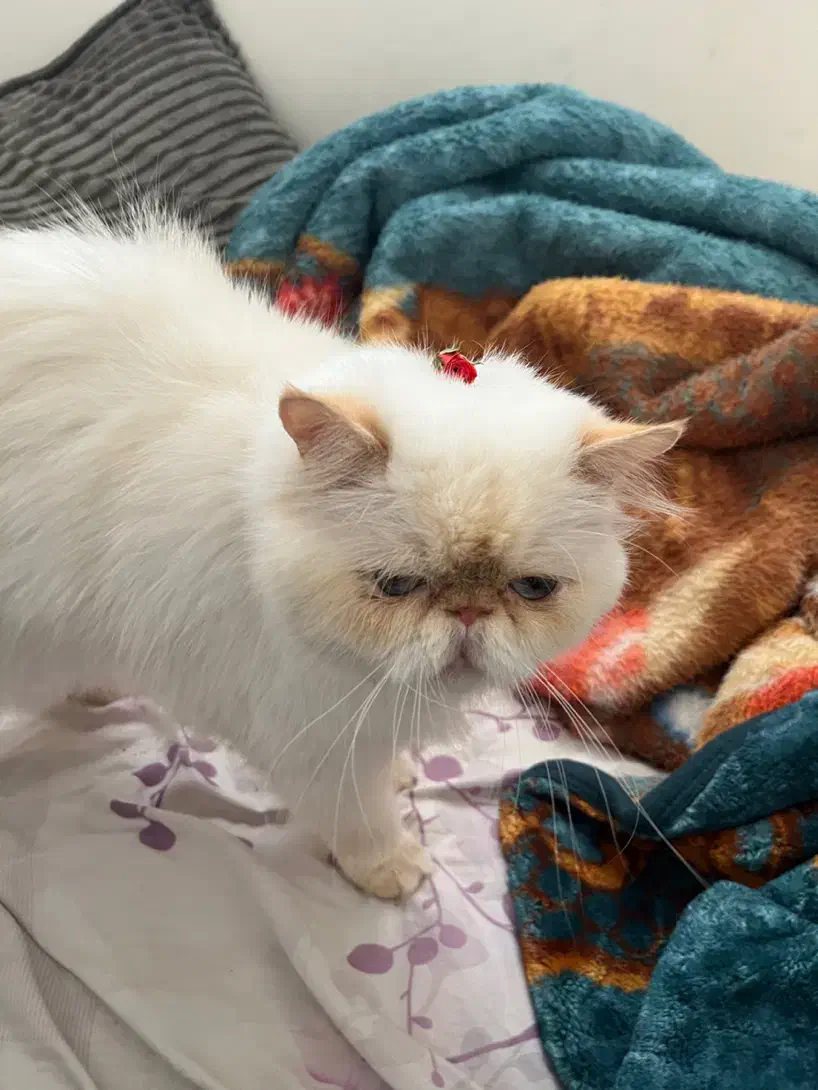 گربه سفید پرشین|حیوانات|بوشهر, |دیوار