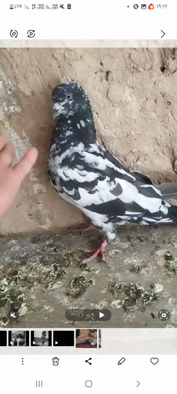 کفتر گم شده|پرنده|ماهدشت, |دیوار