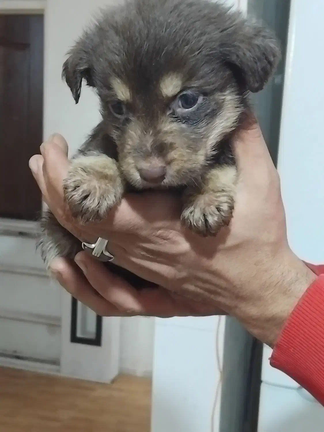 واگذاری پت هایه پاکوتاه ومینیاتوری|سگ|تهران, شهرک آپادانا|دیوار