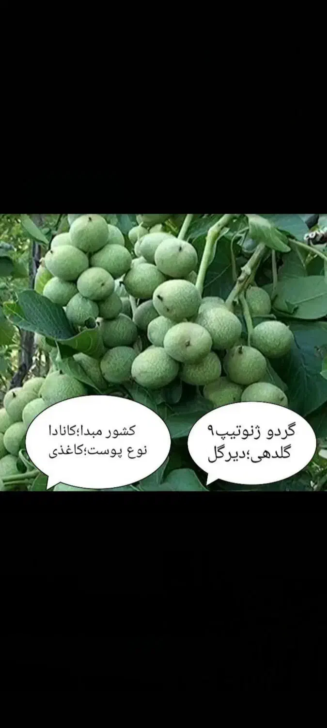 نهال شناسه دار نهالستان محسن|خدمات باغبانی و درختکاری|تیران, |دیوار