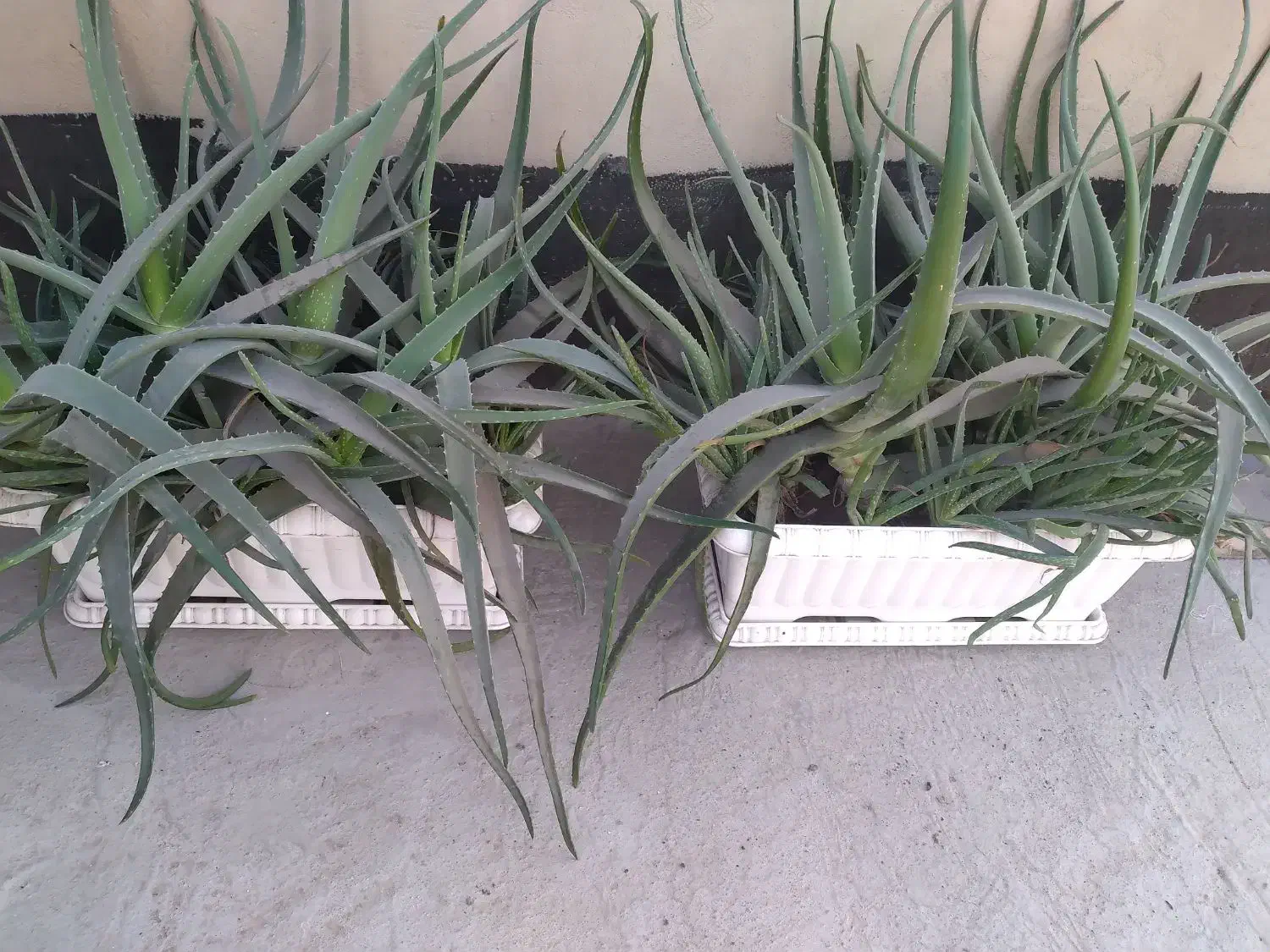 گل آلوورا|گل و گیاه طبیعی|تهران, ارامنه|دیوار