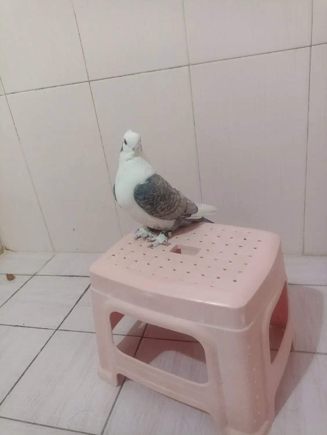 کبوتر بلژیکی نر جوان|پرنده|ایلام, |دیوار