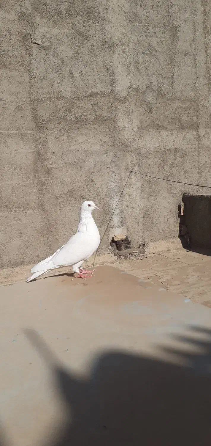 کبوتر باخت رفته|پرنده|آبیک, |دیوار