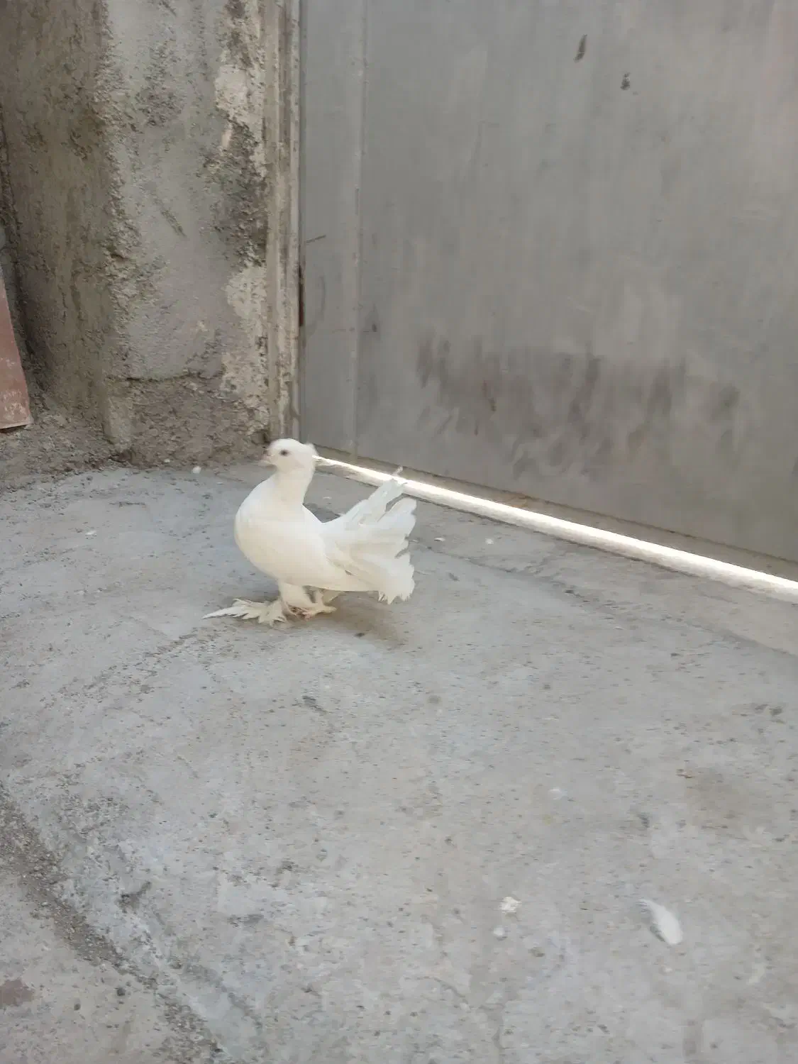 کفتر نقش|پرنده|میناب, |دیوار