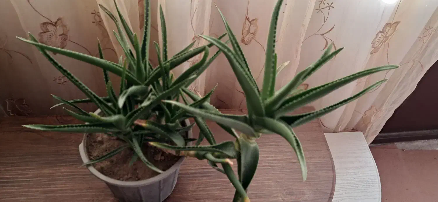 گل آپارتمانی همراه باجوانه های فراوان|گل و گیاه طبیعی|سبزوار, فیاض|دیوار