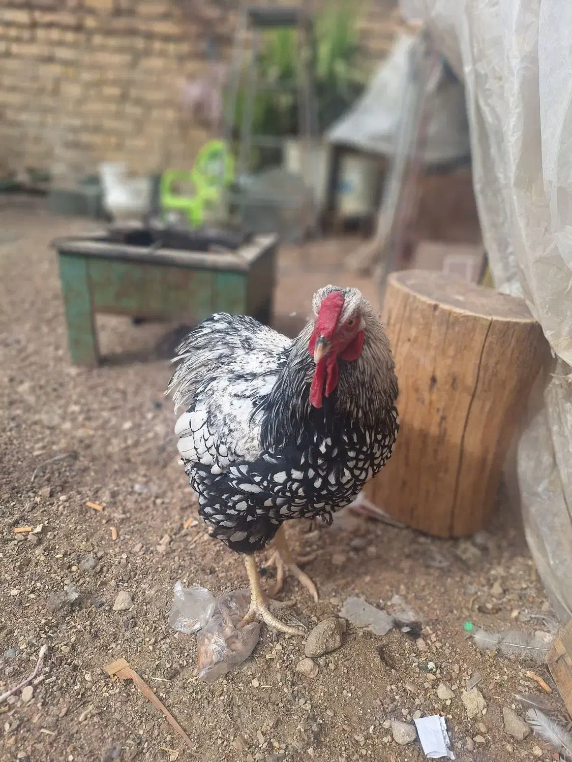 مرغ ویاندوت وگلین|حیوانات مزرعه|شیراز, رکن‌آباد|دیوار