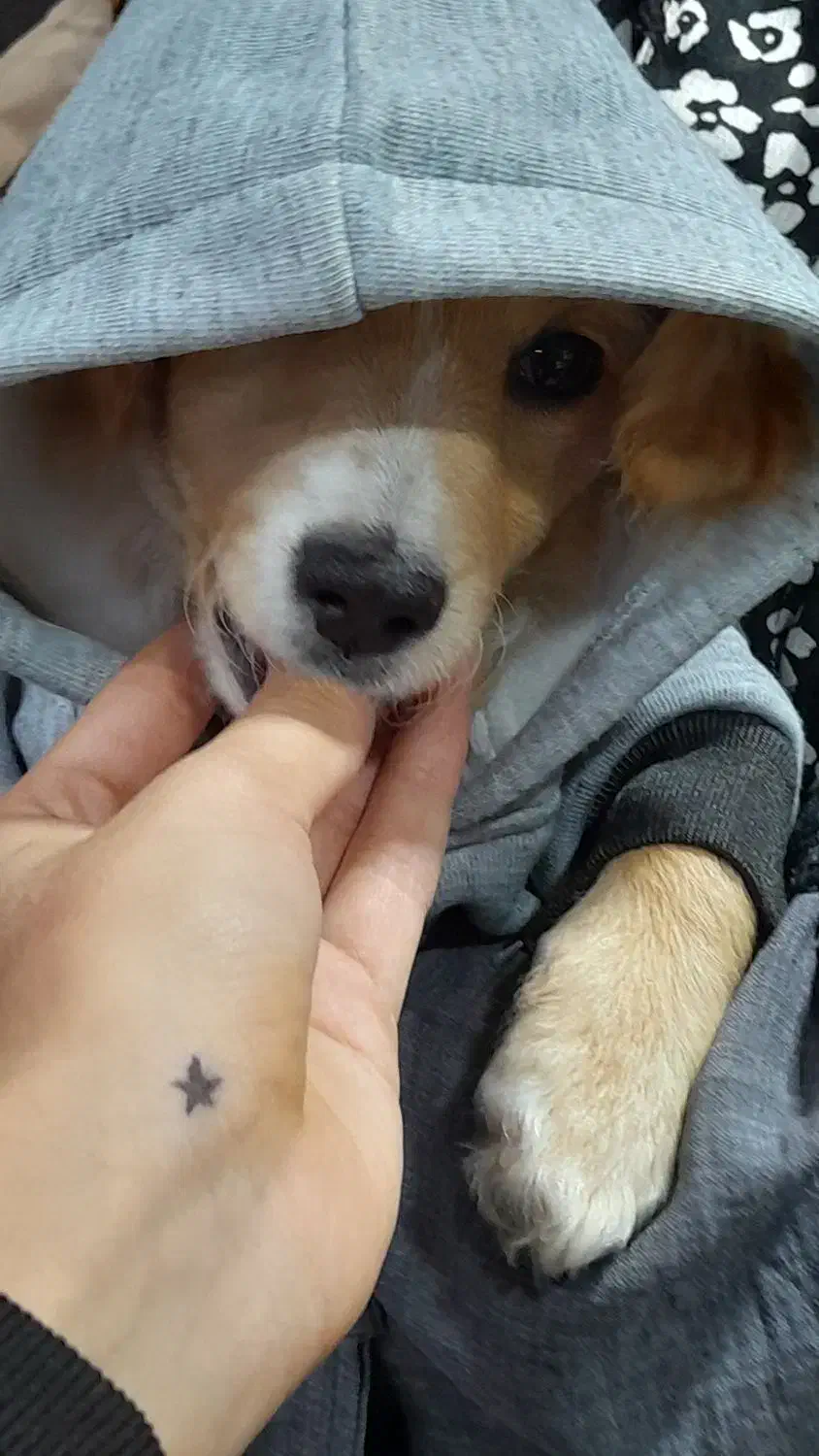 فروش اشپیتز پامر|سگ|مبارکه, |دیوار