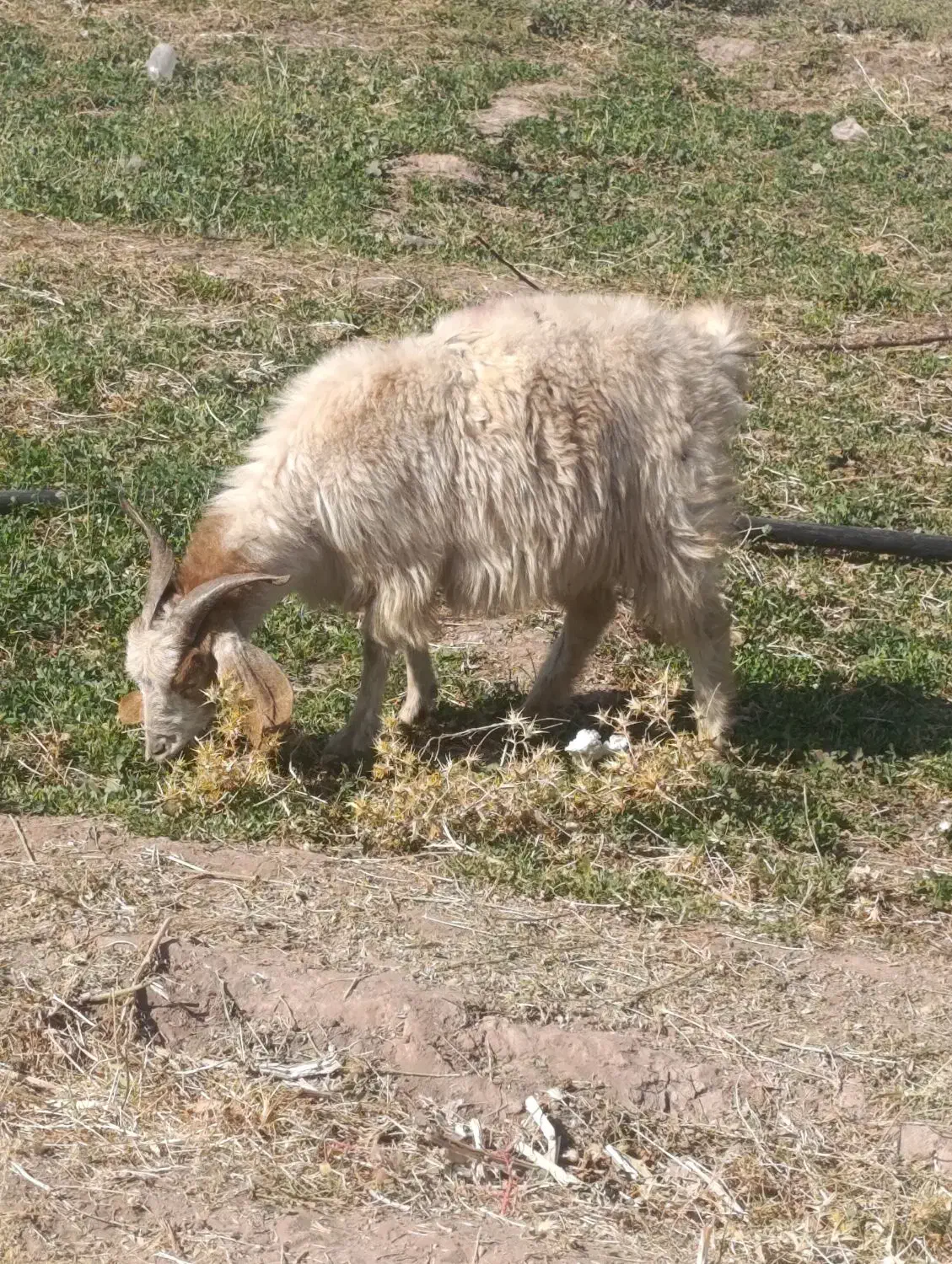 بز کره بز اوست سنگین|حیوانات مزرعه|کرمان, |دیوار