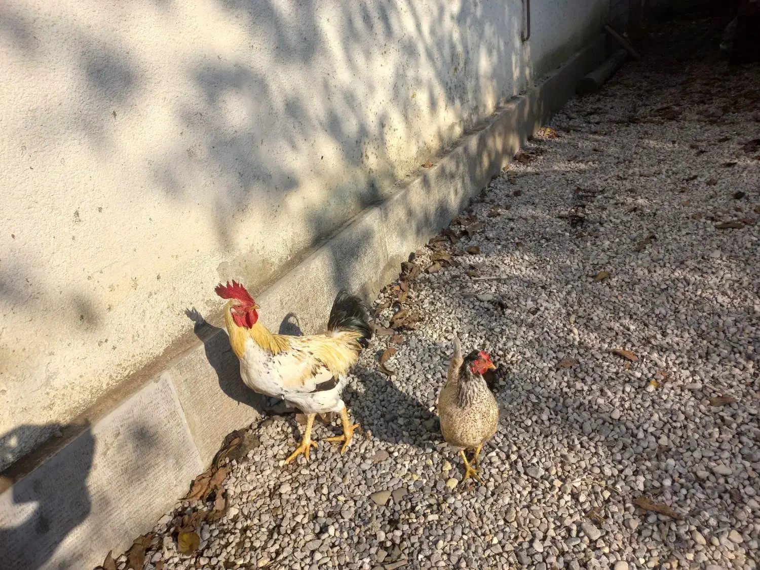 خروس محلی درشت سالم سرحال|حیوانات مزرعه|سیاهکل, |دیوار