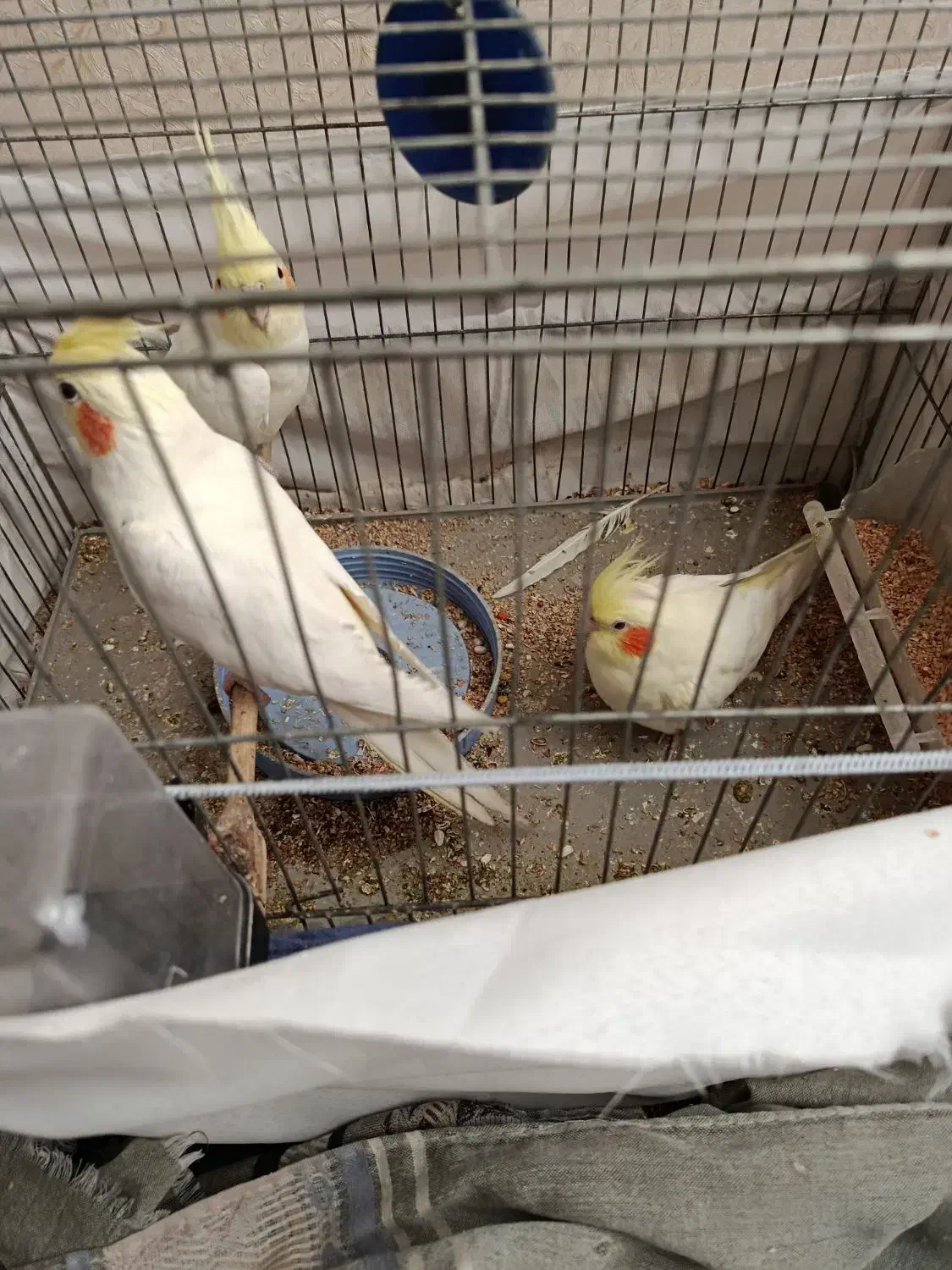 طوطی عروس لوتینو|پرنده|نظرآباد, رسالت|دیوار