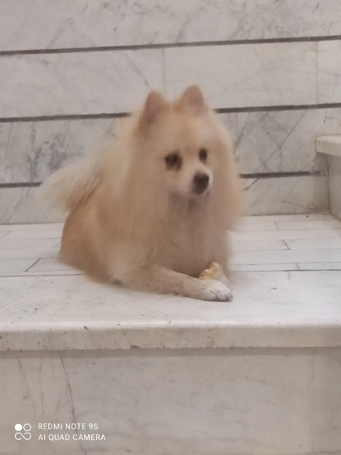 پامرین|سگ|قزوین, |دیوار