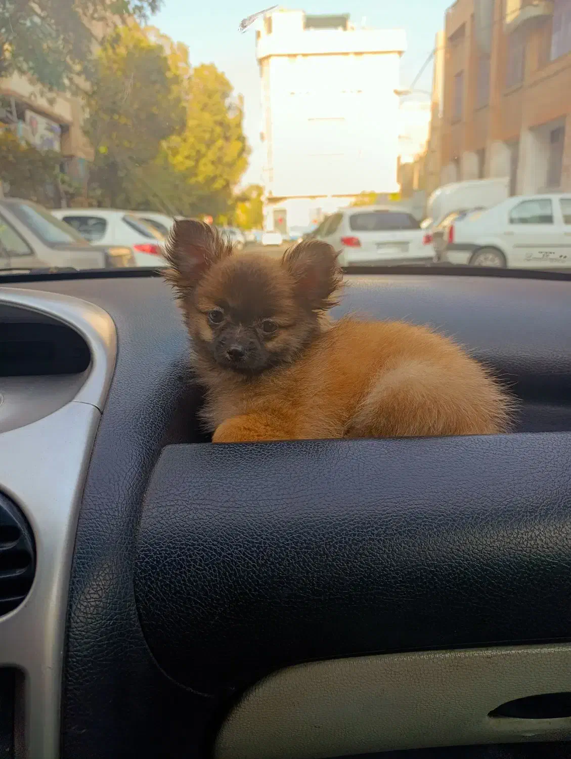 سگ توله اپارتمانی|سگ|کهریزک, |دیوار