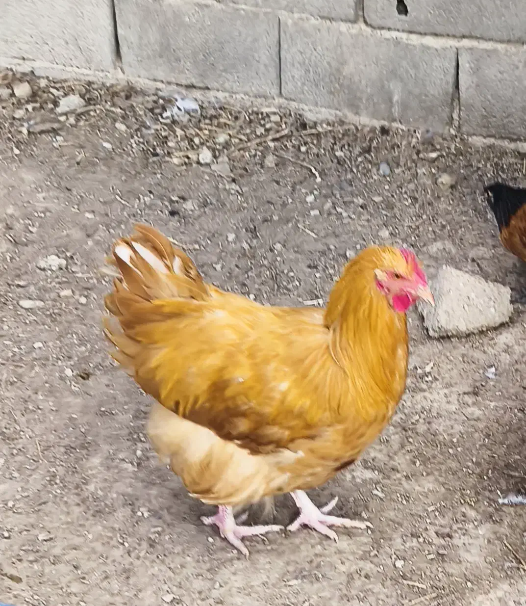 جوجه، نیمچه،مرغ،تخم زینتی اورپینگتون،ورورک|حیوانات مزرعه|رباط‌کریم, رباط‌کریم|دیوار