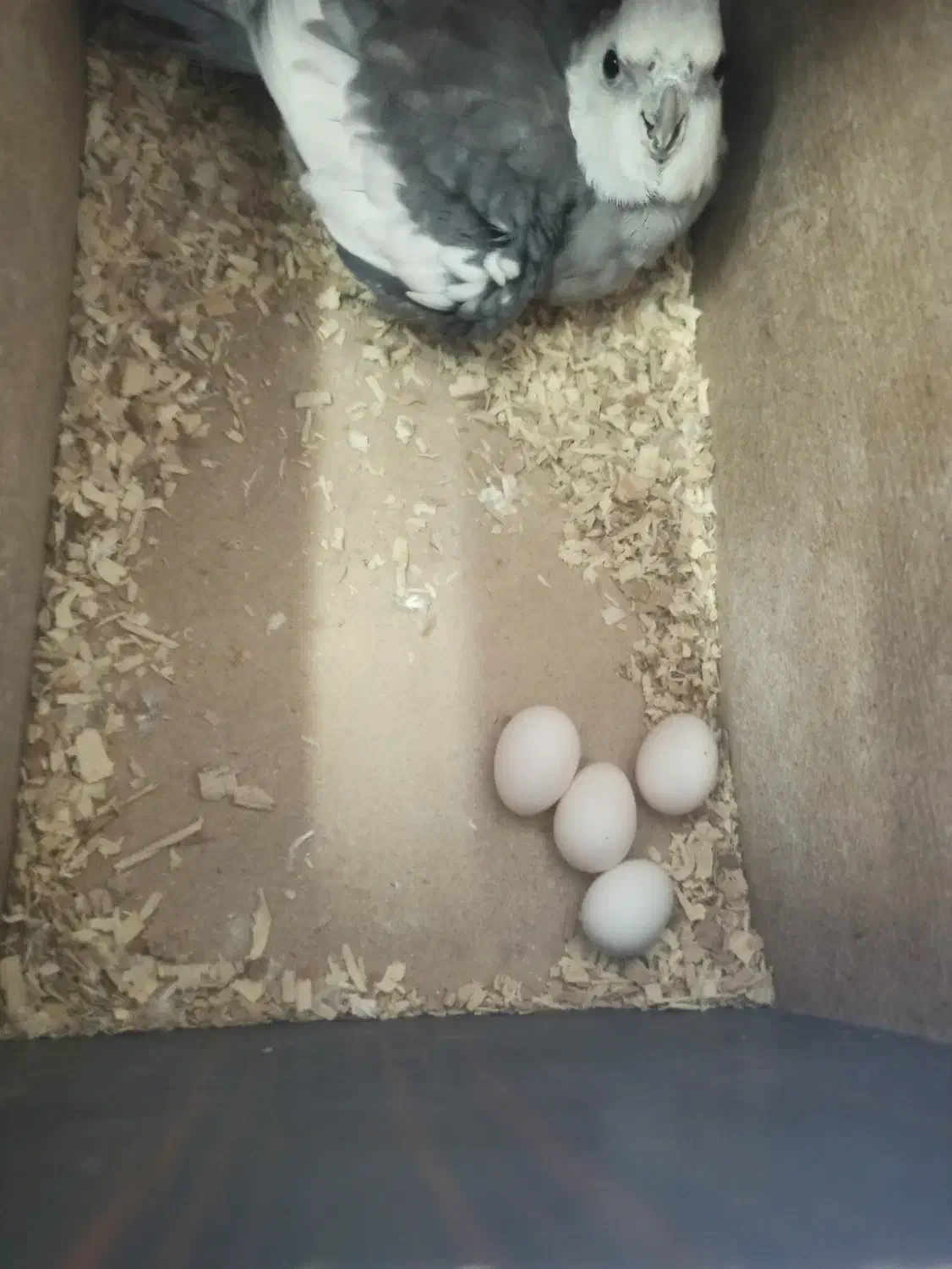 کوتوله وعروس هلندی|پرنده|گلبهار, شهر جدید گلبهار|دیوار